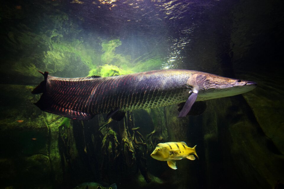 Nature animals underwater