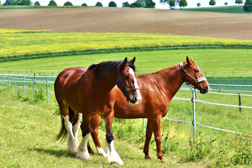 Stallion eat paddock