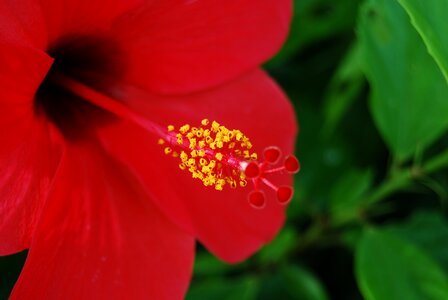 Nature floral plant