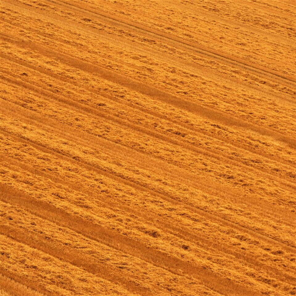 Agriculture harvested summer