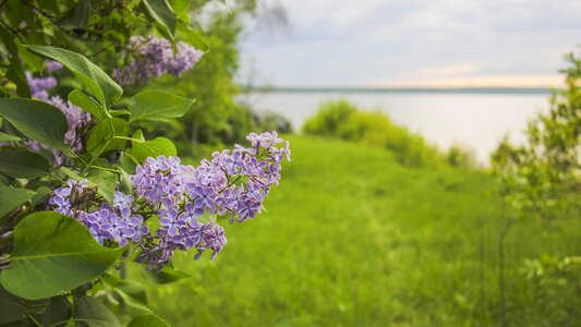 Flower tree landscape serene