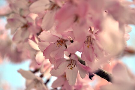 Cherry blossoms blossom pink photo