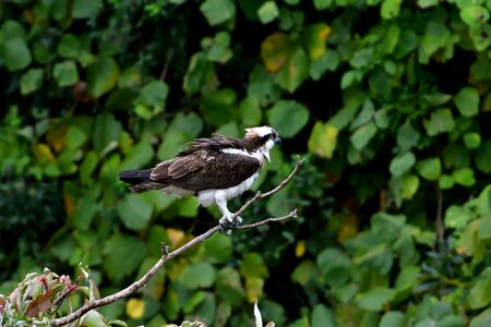 Wild animals animal raptor photo