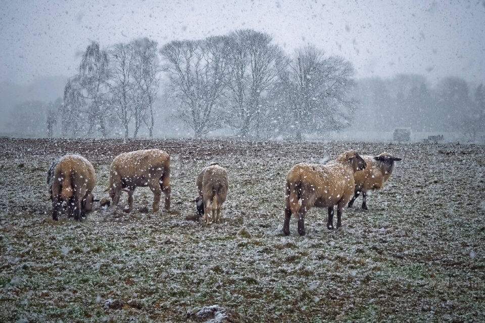Farm sheep nature