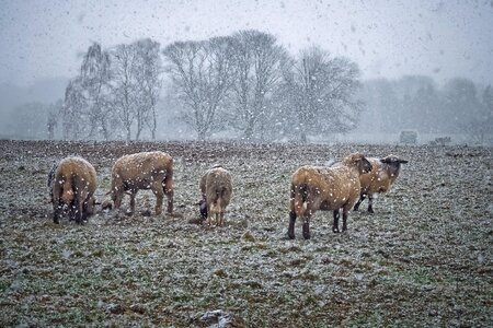 Farm sheep nature
