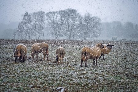 Farm sheep nature photo