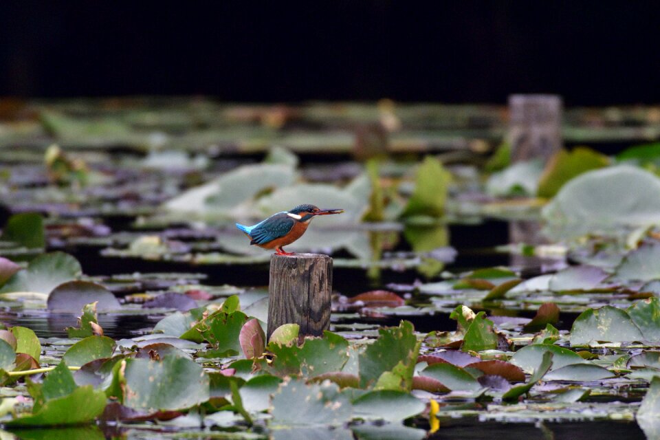 Outdoors pond kingfisher