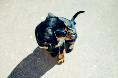 Animal cute shadow
