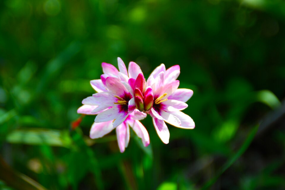 Nature floral plant