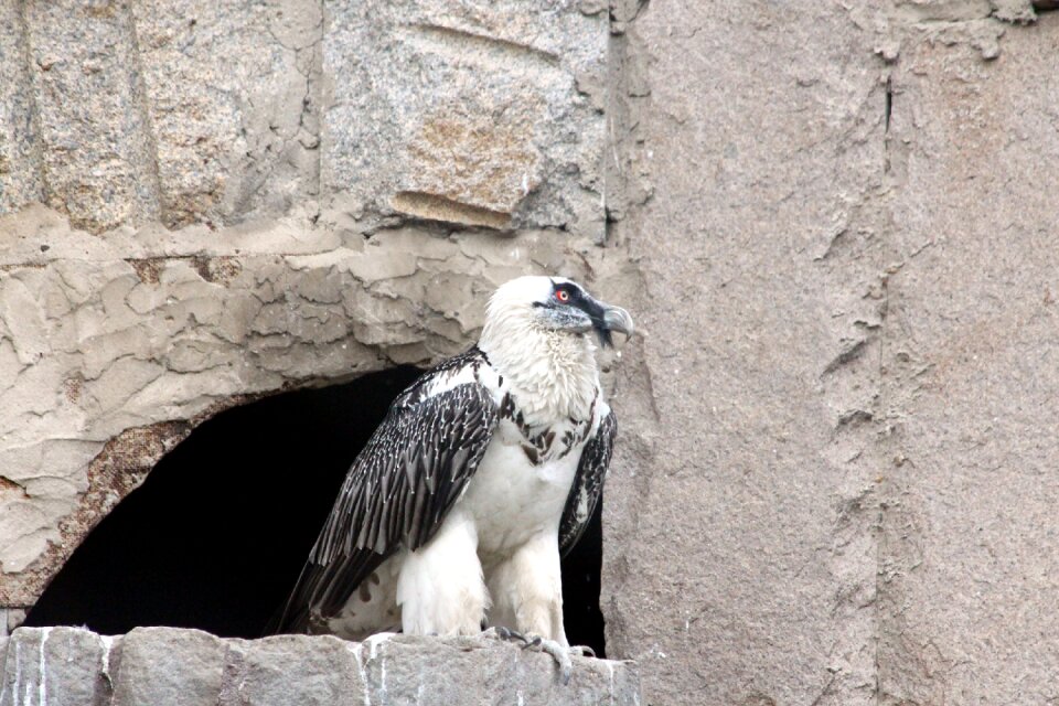 Bird bird of prey hawk
