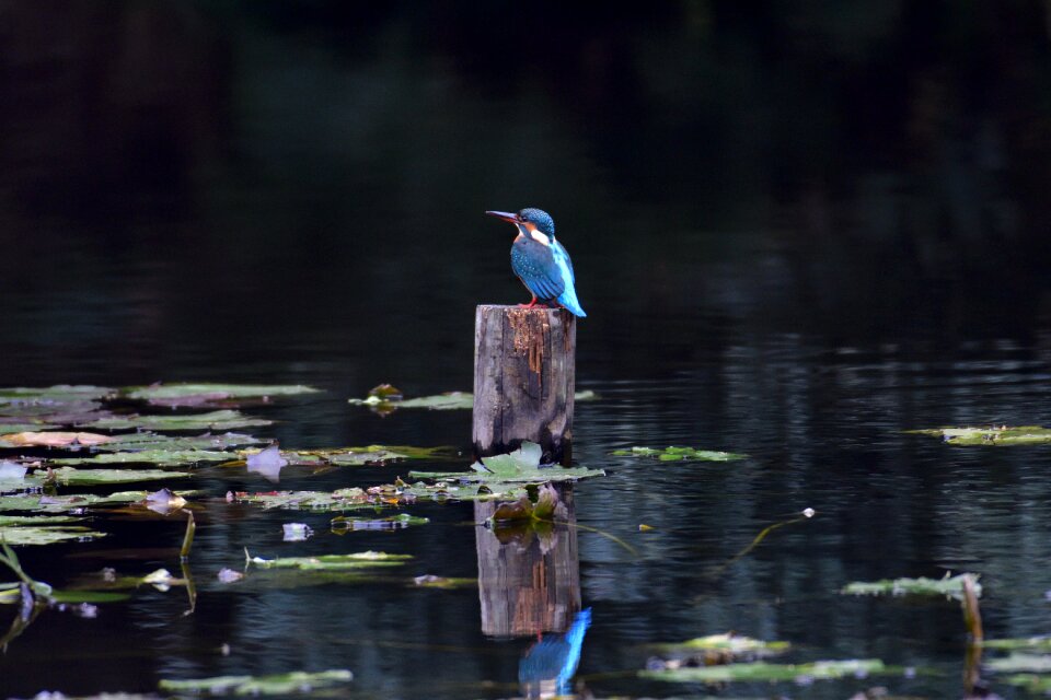 Outdoors pond kingfisher