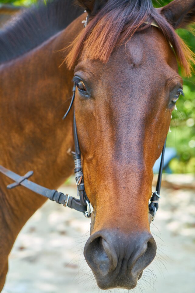 The horses are cute nose