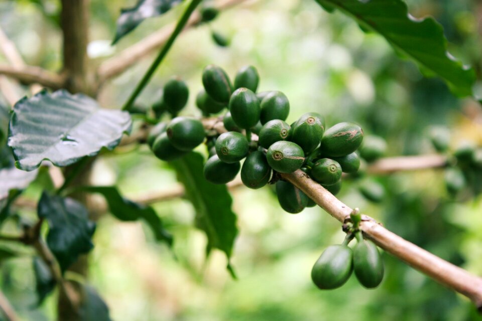 Coffee tree coffee leaf coffee plant