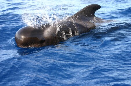 Wal dolphins canary photo