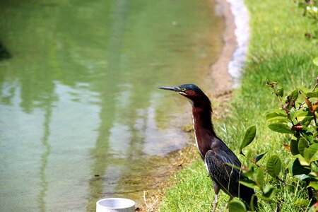 Water bird pond photo