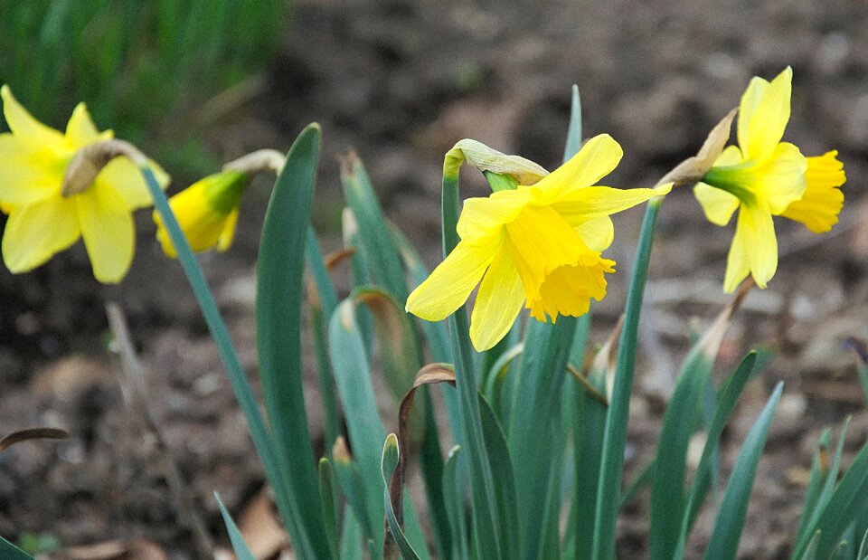 Narcissus pseudonarcissus flower plant