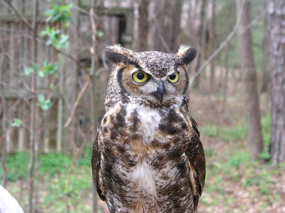 Nature wildlife gray owl