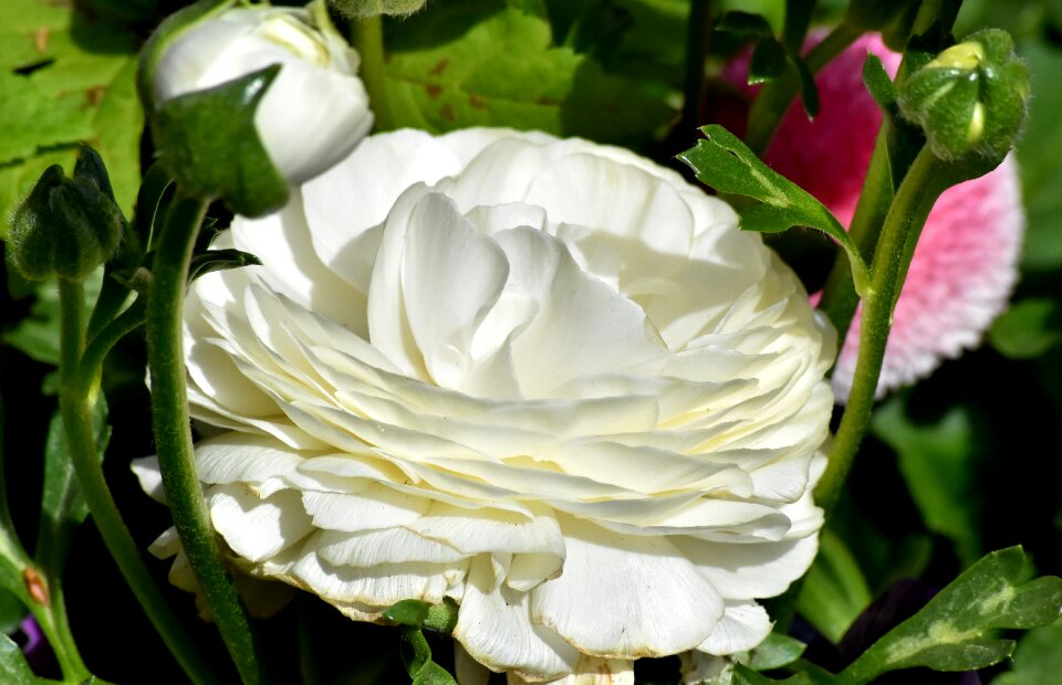 Bloom schnittblume petals