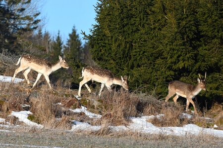 Deer wood animals photo