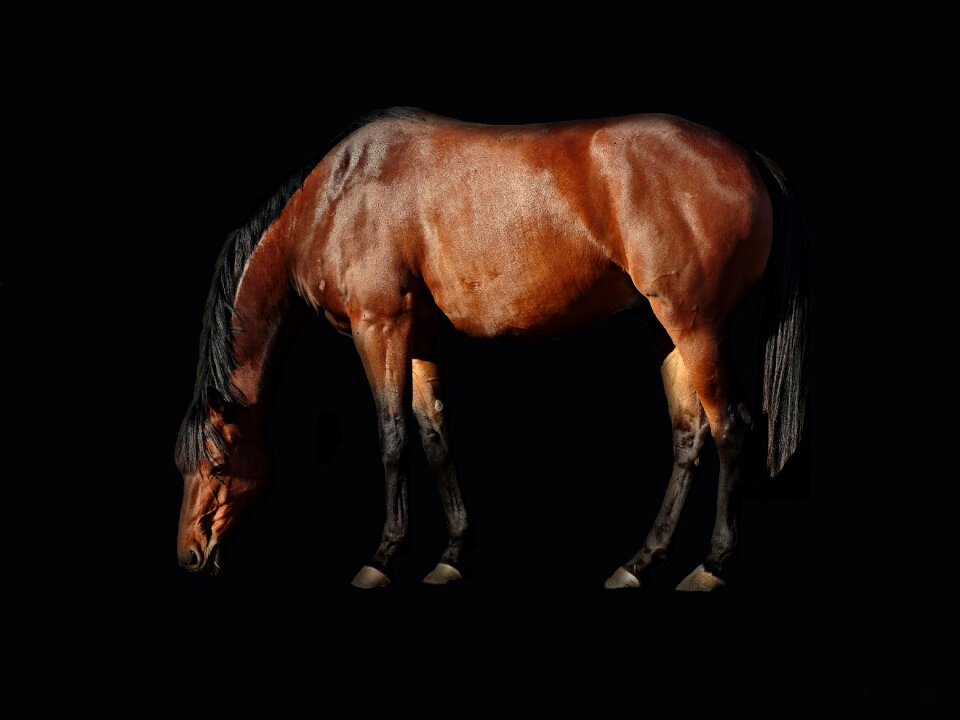 Cavalry animal portrait
