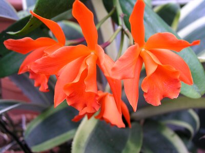Flower orange natural