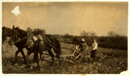Willie Nall, 11 years old; Raymond Jones, 10 years old; Denver Jones, 5 years old; plowing on farm. They had just finished a job of hauling. See report. LOC cph.3a38575