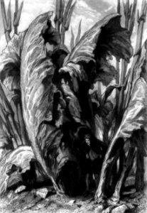Willmann, Colin, & Outhwaite, Gulliver between sheets of sorrel, cph.3b18905