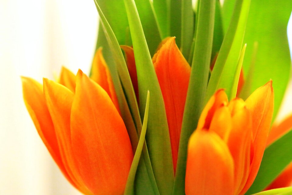 Plant leaf easter