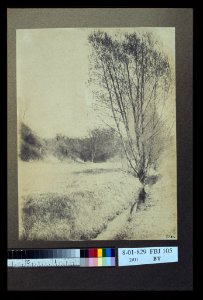Willows - Allen. LCCN2004676238