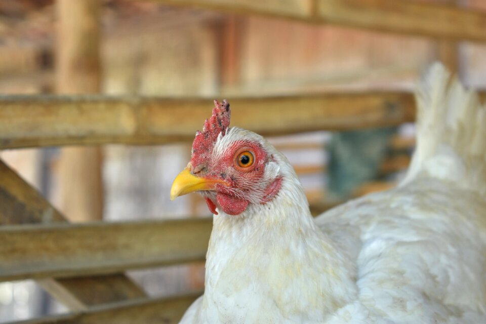Animal poultry bird