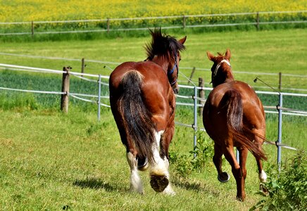 Stallion eat paddock