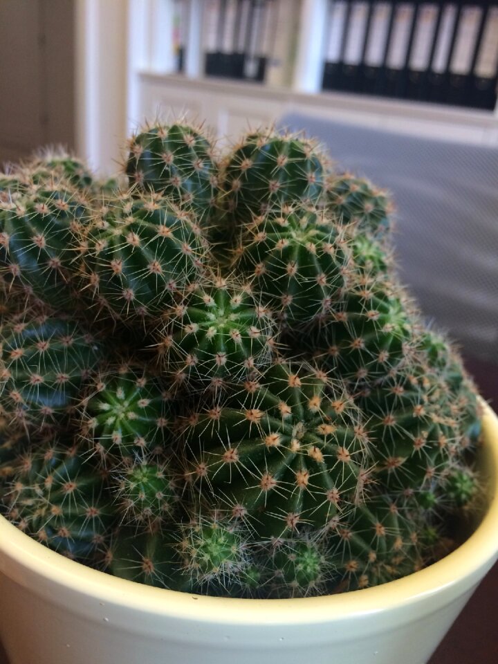 Cactus toughness green cactus