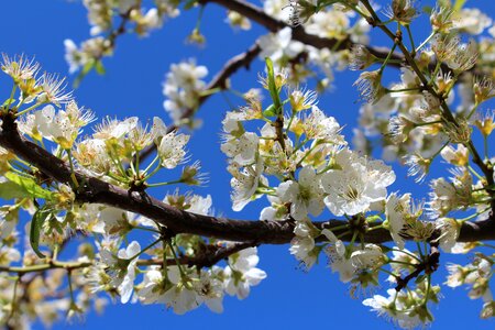 Sky nature plum