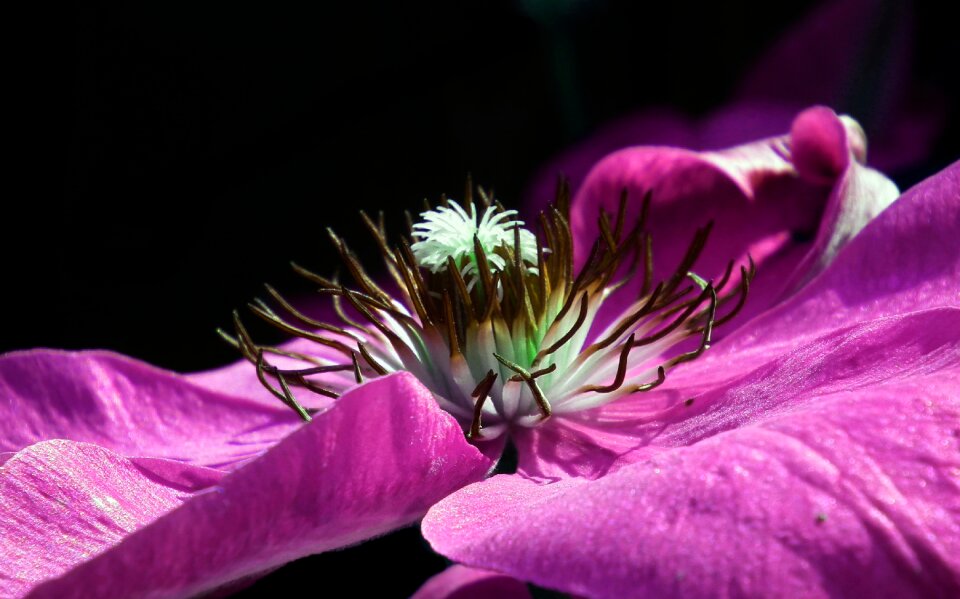 Nature beautiful plant