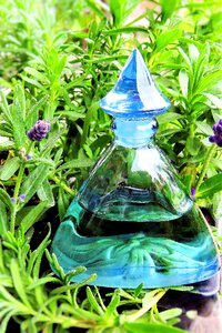 Lavender oil medicinal herb very fragrant photo