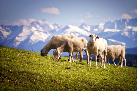 Alm meadow wool photo