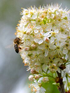 Libar flower nature