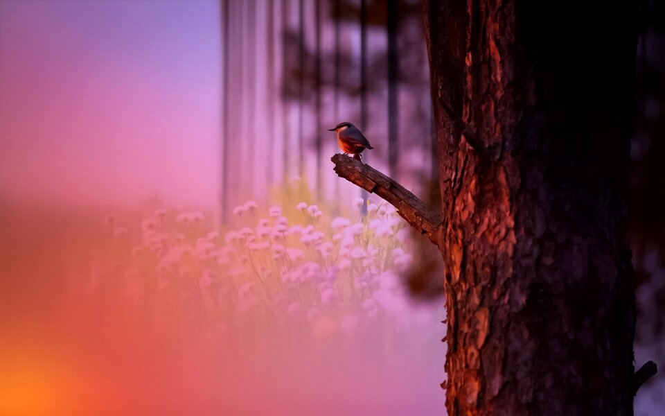 Wood tree bird