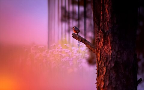 Wood tree bird