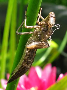 Animal animal world dragonfly