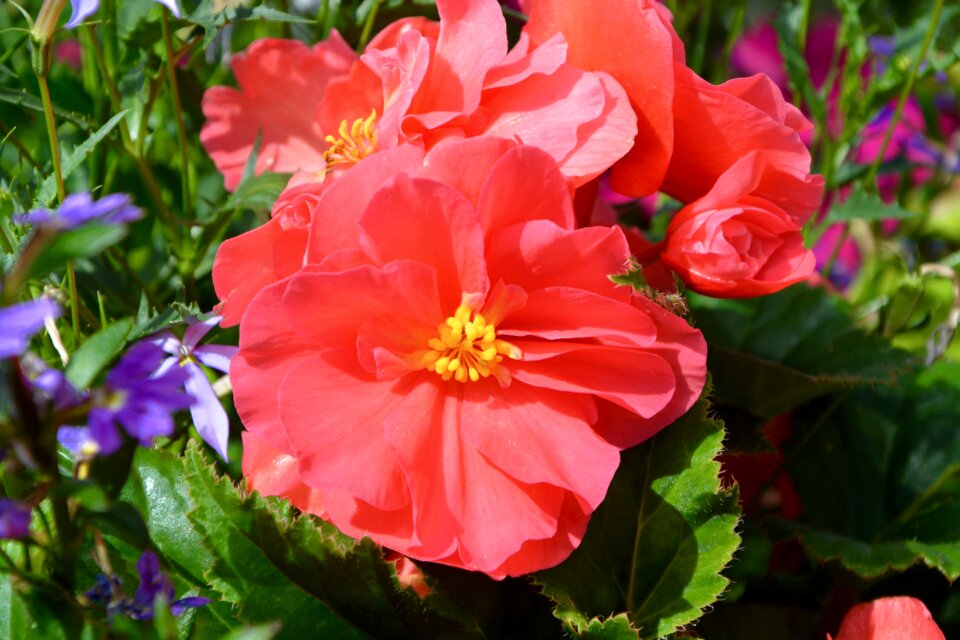Red nature garden