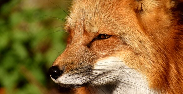 Animal portrait nature creature