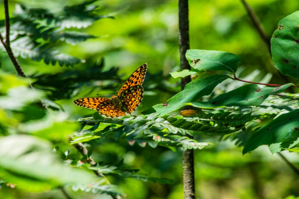 Nature summer natural