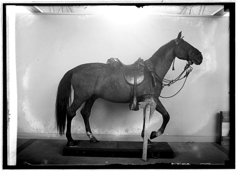 Winchester, Sheridan horse LCCN2016846589
