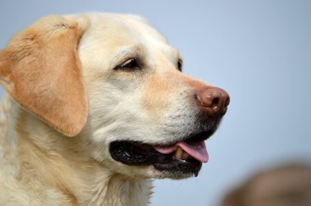 Dog pet cute