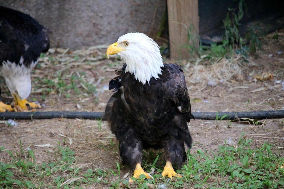 Wildlife raptor nature