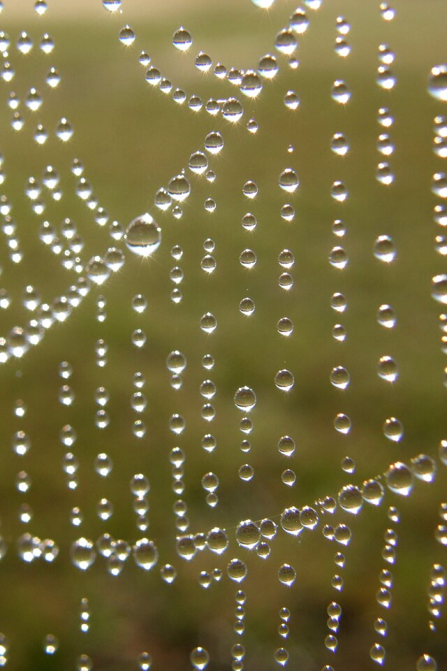 Water nature macro
