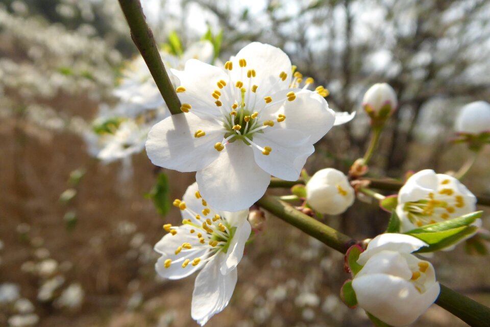 Branch spring season