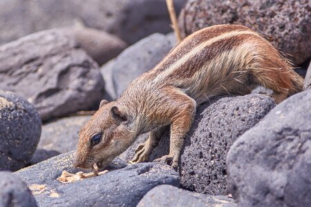 Animal world animal rock photo