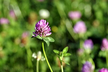 Violet flower fodder plant